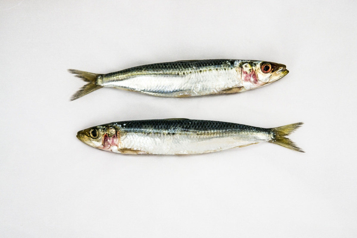 Ouverture de la pêche